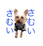 ネガテイブヨーキー（個別スタンプ：16）