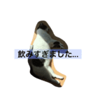 cat tanpopo（個別スタンプ：1）