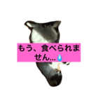 cat tanpopo（個別スタンプ：2）