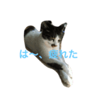 cat tanpopo（個別スタンプ：3）