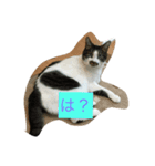 cat tanpopo（個別スタンプ：5）