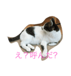 cat tanpopo（個別スタンプ：6）