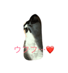 cat tanpopo（個別スタンプ：7）