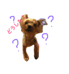 ヨーキーのもこちゃん（個別スタンプ：1）