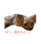 ヨーキーのもこちゃん（個別スタンプ：2）
