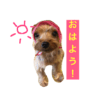 ヨーキーのもこちゃん（個別スタンプ：4）
