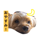 ヨーキーのもこちゃん（個別スタンプ：5）