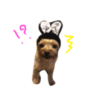 ヨーキーのもこちゃん（個別スタンプ：8）