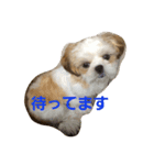 meron 0905（個別スタンプ：1）