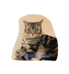 cattttt2！（個別スタンプ：1）