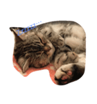 cattttt2！（個別スタンプ：4）