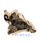 cattttt2！（個別スタンプ：5）