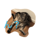 cattttt2！（個別スタンプ：7）