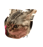 cattttt2！（個別スタンプ：8）