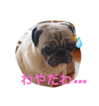 パグ犬あずきの名古屋弁で話そまい1（個別スタンプ：35）