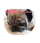 パグ犬あずきの名古屋弁で話そまい1（個別スタンプ：40）