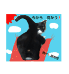コロンボ君が行く（個別スタンプ：4）