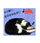 コロンボ君が行く（個別スタンプ：5）