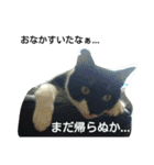 コロンボ君が行く（個別スタンプ：7）