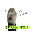 コロンボ君が行く（個別スタンプ：24）
