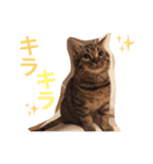 まるちゃん＆ぽるぽる（個別スタンプ：1）