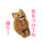 まるちゃん＆ぽるぽる（個別スタンプ：2）