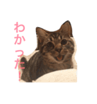 まるちゃん＆ぽるぽる（個別スタンプ：6）