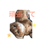 まるちゃん＆ぽるぽる（個別スタンプ：9）