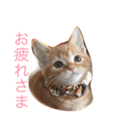 まるちゃん＆ぽるぽる（個別スタンプ：11）