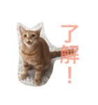まるちゃん＆ぽるぽる（個別スタンプ：12）