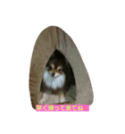 Ponsuke0829（個別スタンプ：1）