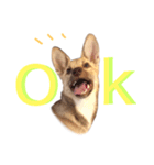 雑種犬ミックスきなこ（個別スタンプ：1）
