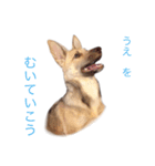 雑種犬ミックスきなこ（個別スタンプ：2）
