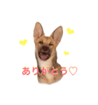 雑種犬ミックスきなこ（個別スタンプ：4）