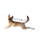 雑種犬ミックスきなこ（個別スタンプ：5）