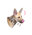 雑種犬ミックスきなこ（個別スタンプ：6）