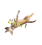 雑種犬ミックスきなこ（個別スタンプ：7）
