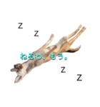 雑種犬ミックスきなこ（個別スタンプ：8）