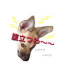雑種犬ミックスきなこ（個別スタンプ：9）