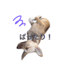 雑種犬ミックスきなこ（個別スタンプ：10）