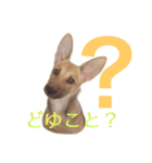 雑種犬ミックスきなこ（個別スタンプ：11）