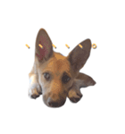 雑種犬ミックスきなこ（個別スタンプ：12）
