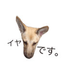 雑種犬ミックスきなこ（個別スタンプ：13）
