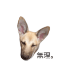 雑種犬ミックスきなこ（個別スタンプ：14）
