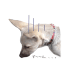 雑種犬ミックスきなこ（個別スタンプ：15）