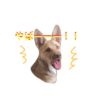 雑種犬ミックスきなこ（個別スタンプ：16）