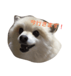 ポポの日常（個別スタンプ：8）
