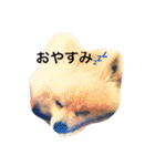 ポポの日常（個別スタンプ：10）