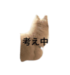 ポポの日常（個別スタンプ：12）