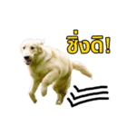 GC-Maataywadaa（個別スタンプ：2）